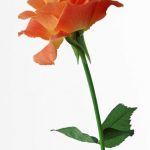 flowers_13258