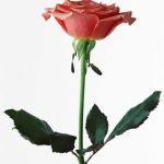 flowers_13259