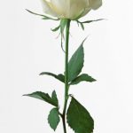 flowers_13260