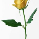 flowers_13261