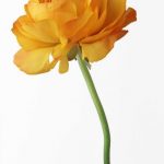 flowers_13264