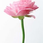 flowers_13265