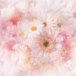 flowers_13369