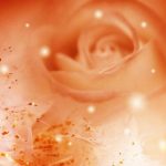 flowers_13372