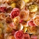 flowers_13376
