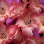 flowers_13377