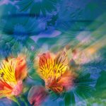 flowers_13441