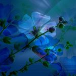 flowers_13448
