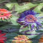 flowers_13462