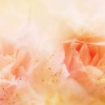 flowers_13500