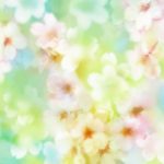 flowers_13507