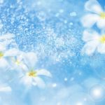 flowers_13509