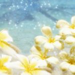 flowers_13513