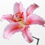 flowers_13560