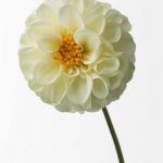 flowers_13613