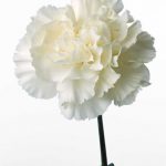 flowers_13617
