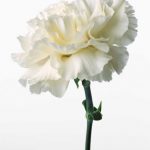 flowers_13618