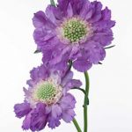 flowers_13621