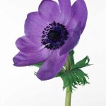flowers_13634