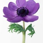 flowers_13635