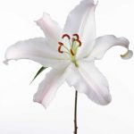 flowers_13645