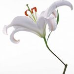 flowers_13646