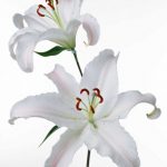 flowers_13647