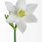 flowers_13648