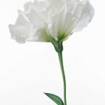 flowers_13649