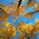 nature-1302-6-3%d1%854-4