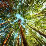 nature-1303-4-0%d1%854-0