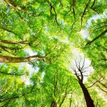 nature-1305-4-0%d1%852-6