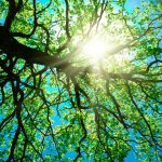 nature-1308-5-8%d1%853-8