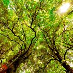 nature-1313-8-7%d1%855-8