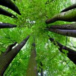 nature-1315-5-6%d1%853-7