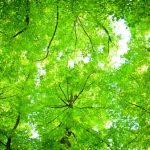 nature-1317-5-6%d1%853-7