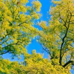 nature-1319-5-6%d1%853-7