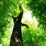 nature-1321-7-7%d1%855-1