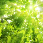 nature-1322-5-0%d1%853-3