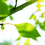 nature-1331-7-7%d1%854-0