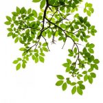 nature-1347-6-1%d1%856-0
