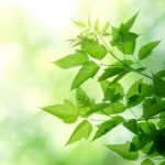 nature-1352-6-5%d1%856-5