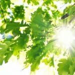 nature-1353-7-7%d1%855-1