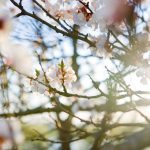 nature-1375-5-1%d1%853-4