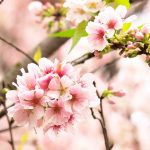 nature-1376-7-2%d1%855-4