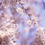 nature-1377-2-6%d1%852-6
