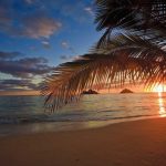 sunrise through the palms at lanikai beach