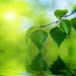 leaves of birch and water