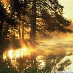 nature_1403