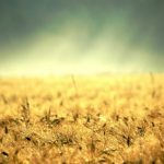 nature_1408